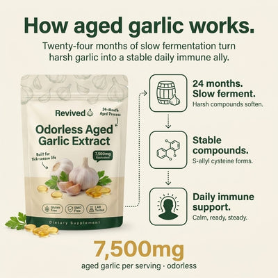 Revived Aged Garlic — how aged garlic works, 24-month slow ferment to stable S-allyl cysteine
